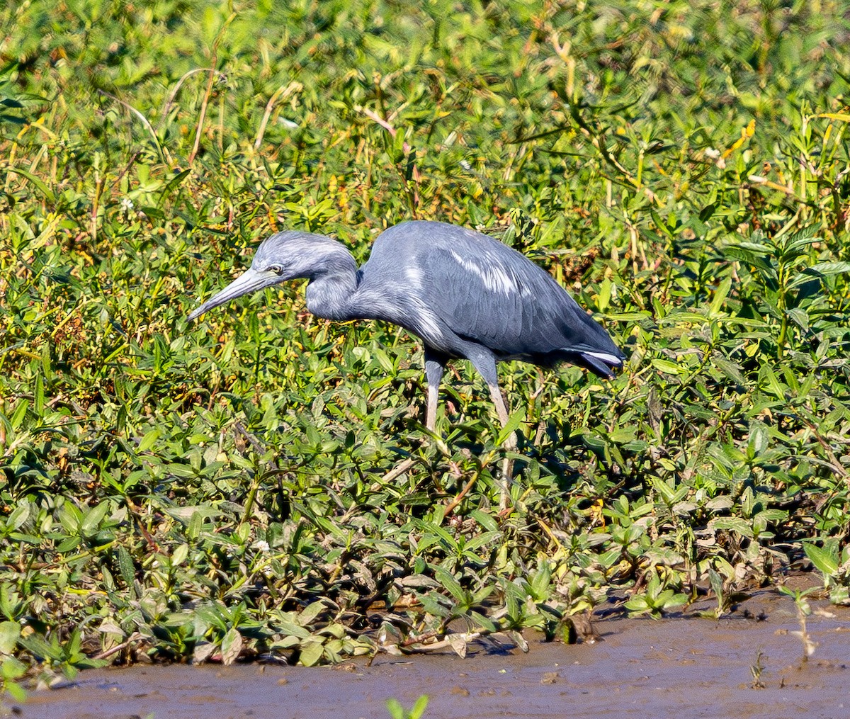 Little Blue Heron - ML642096339