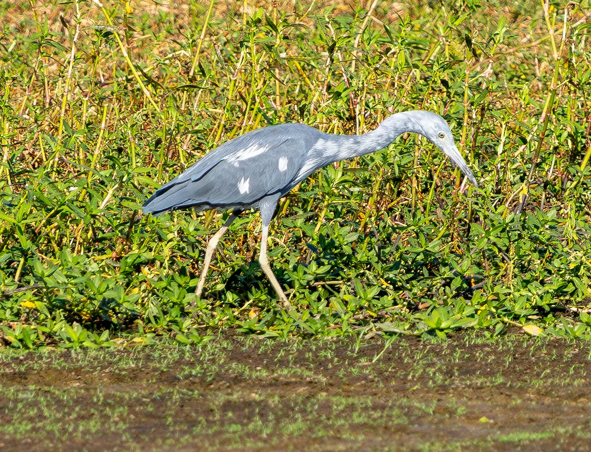 Little Blue Heron - ML642096340