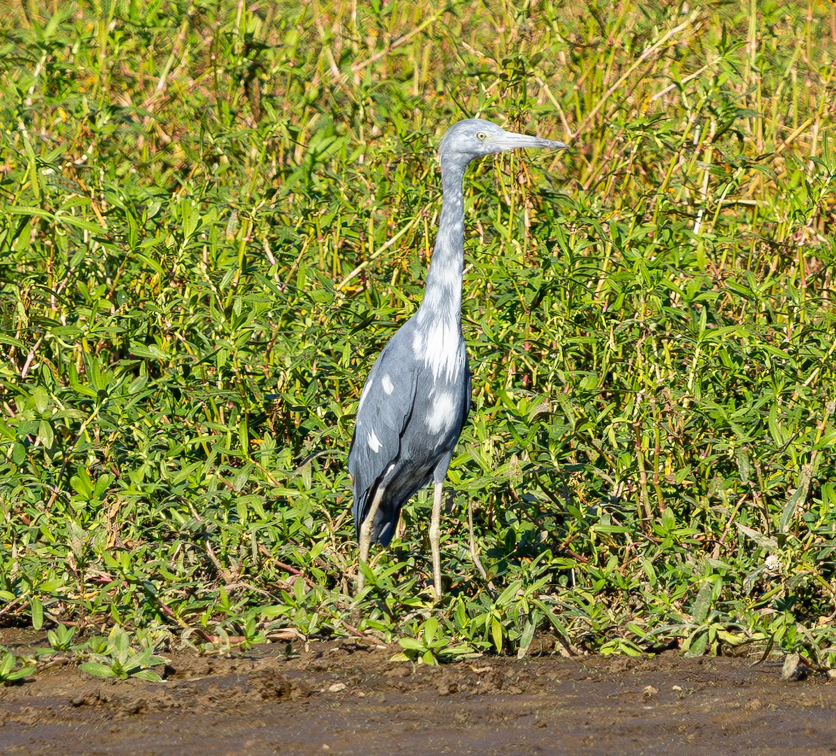 Little Blue Heron - ML642096341