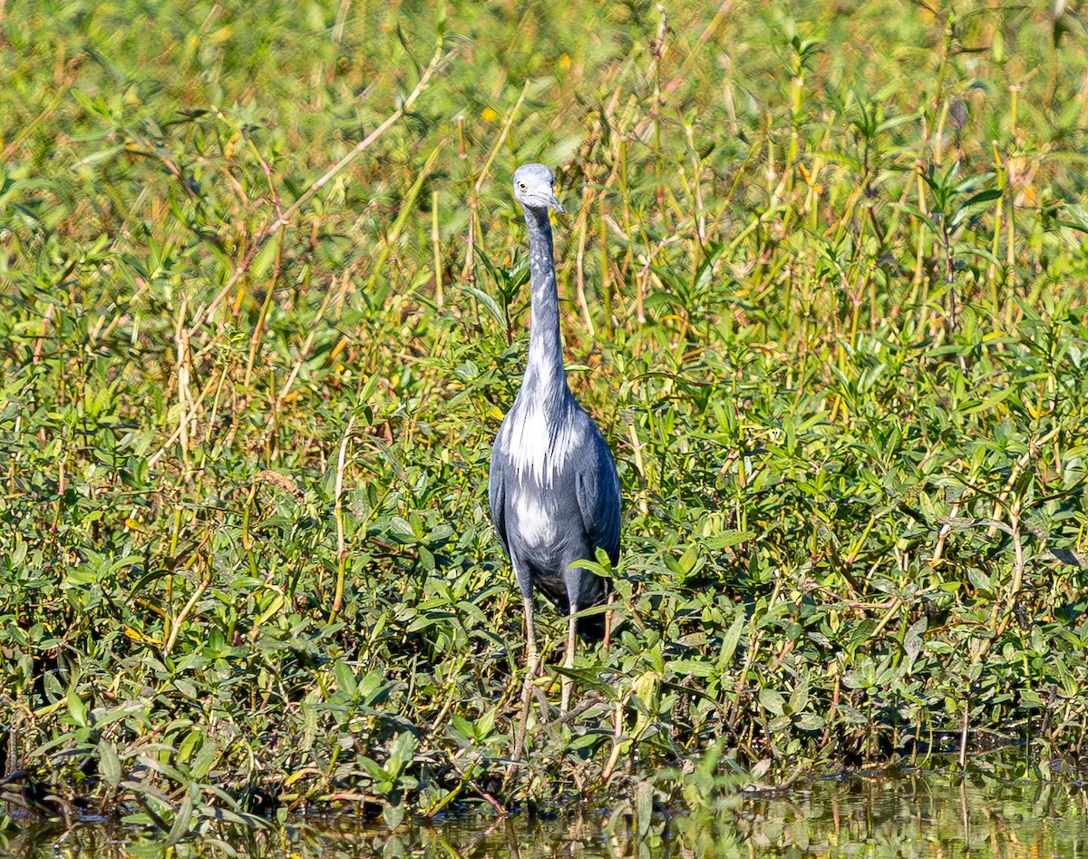 Little Blue Heron - ML642096342