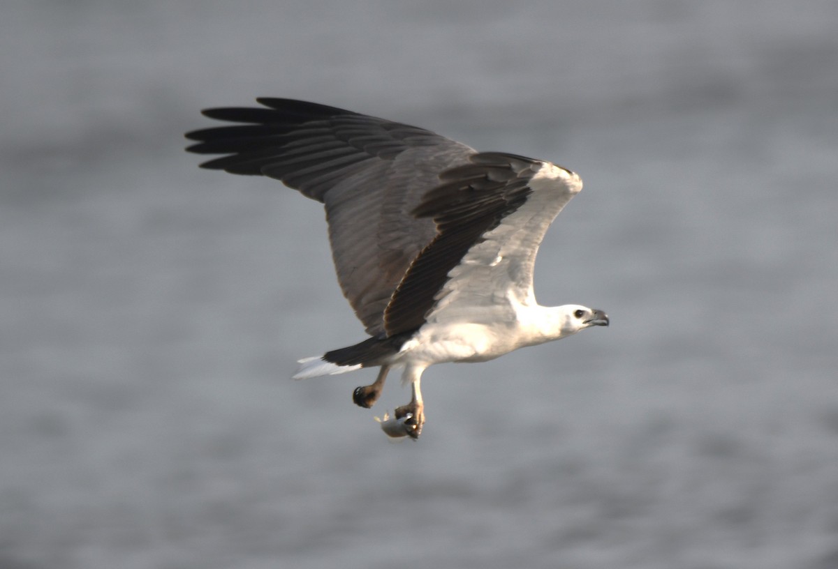White-bellied Sea-Eagle - ML642096343