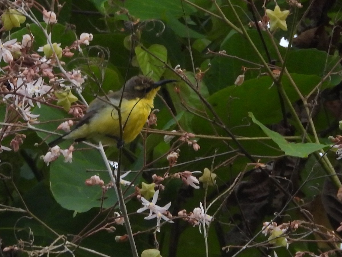 Sahul Sunbird - ML642096345
