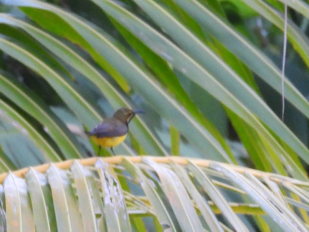 Sahul Sunbird - ML642096346