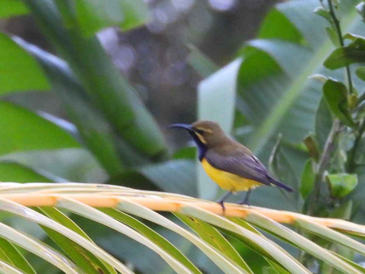 Sahul Sunbird - ML642096347