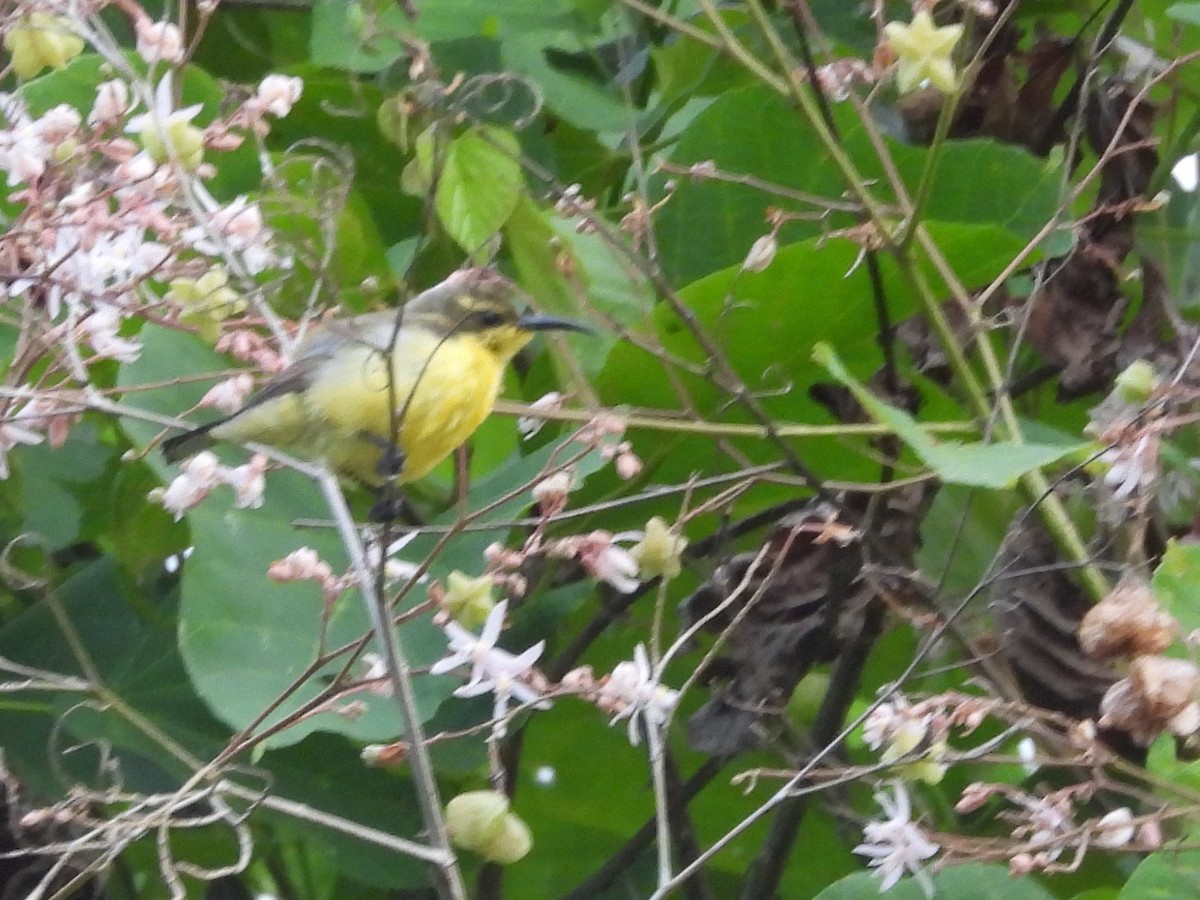 Sahul Sunbird - ML642096348