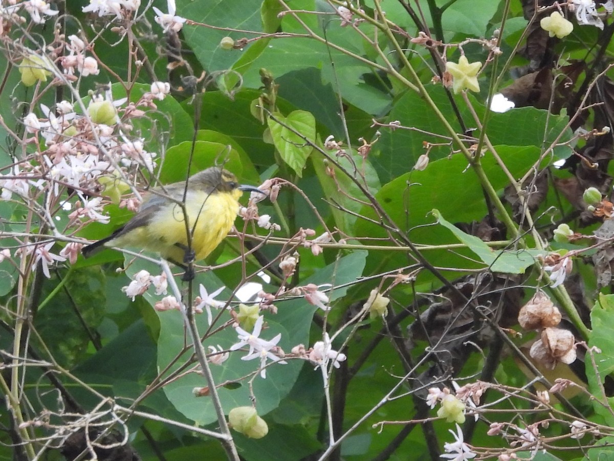Sahul Sunbird - ML642096349