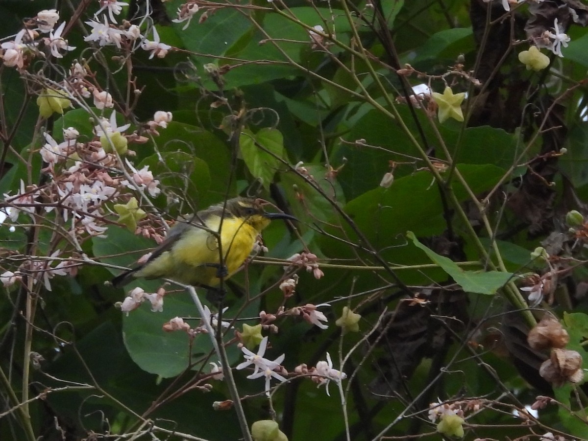 Sahul Sunbird - ML642096350