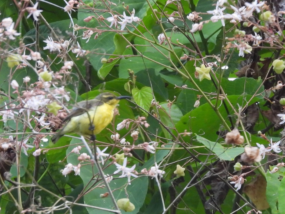 Sahul Sunbird - ML642096351