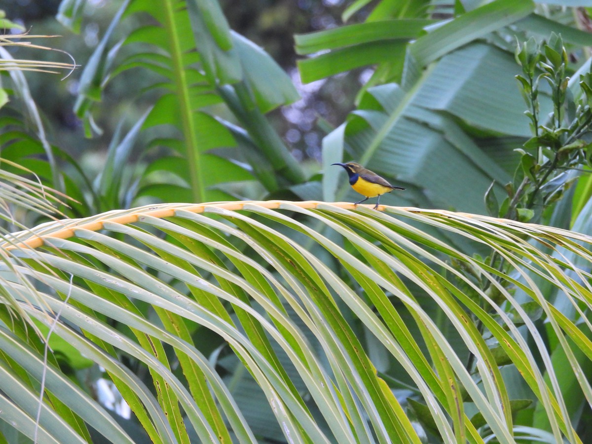 Sahul Sunbird - ML642096352