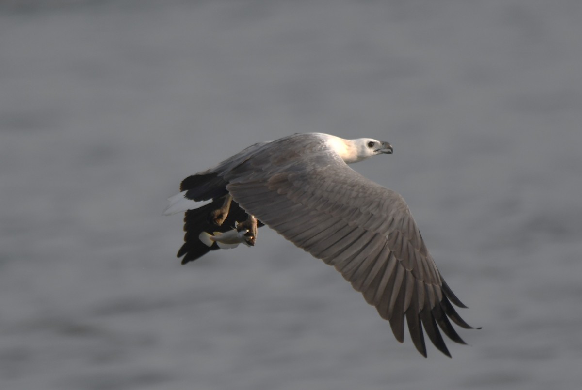 White-bellied Sea-Eagle - ML642096353