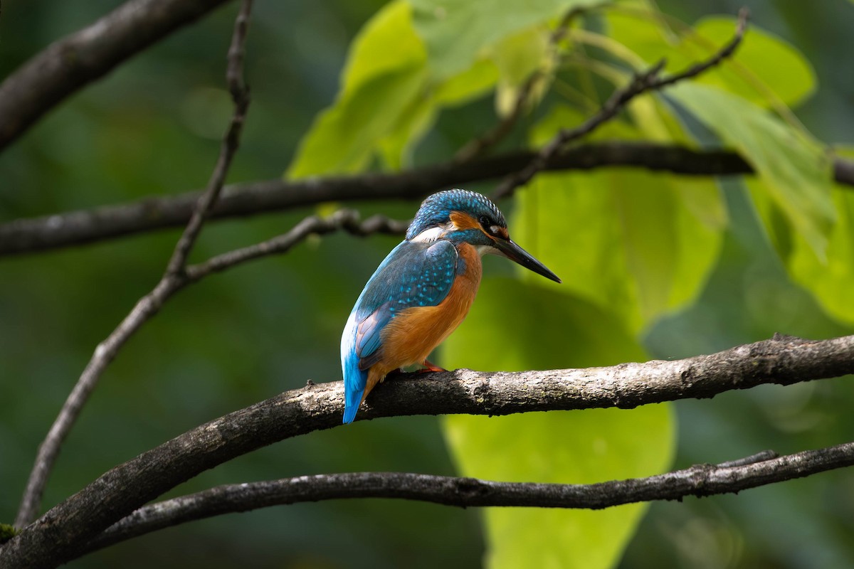 Common Kingfisher - ML642096355
