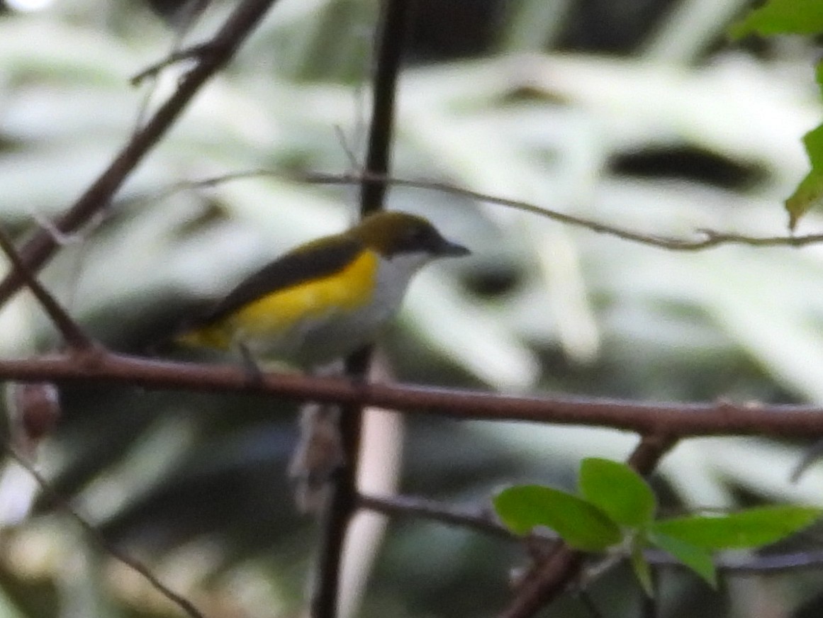 Yellow-sided Flowerpecker - ML642096359