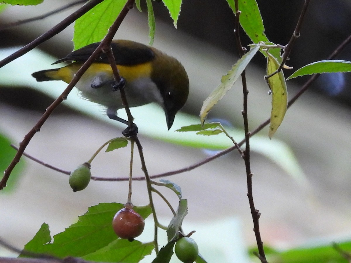 Yellow-sided Flowerpecker - ML642096361