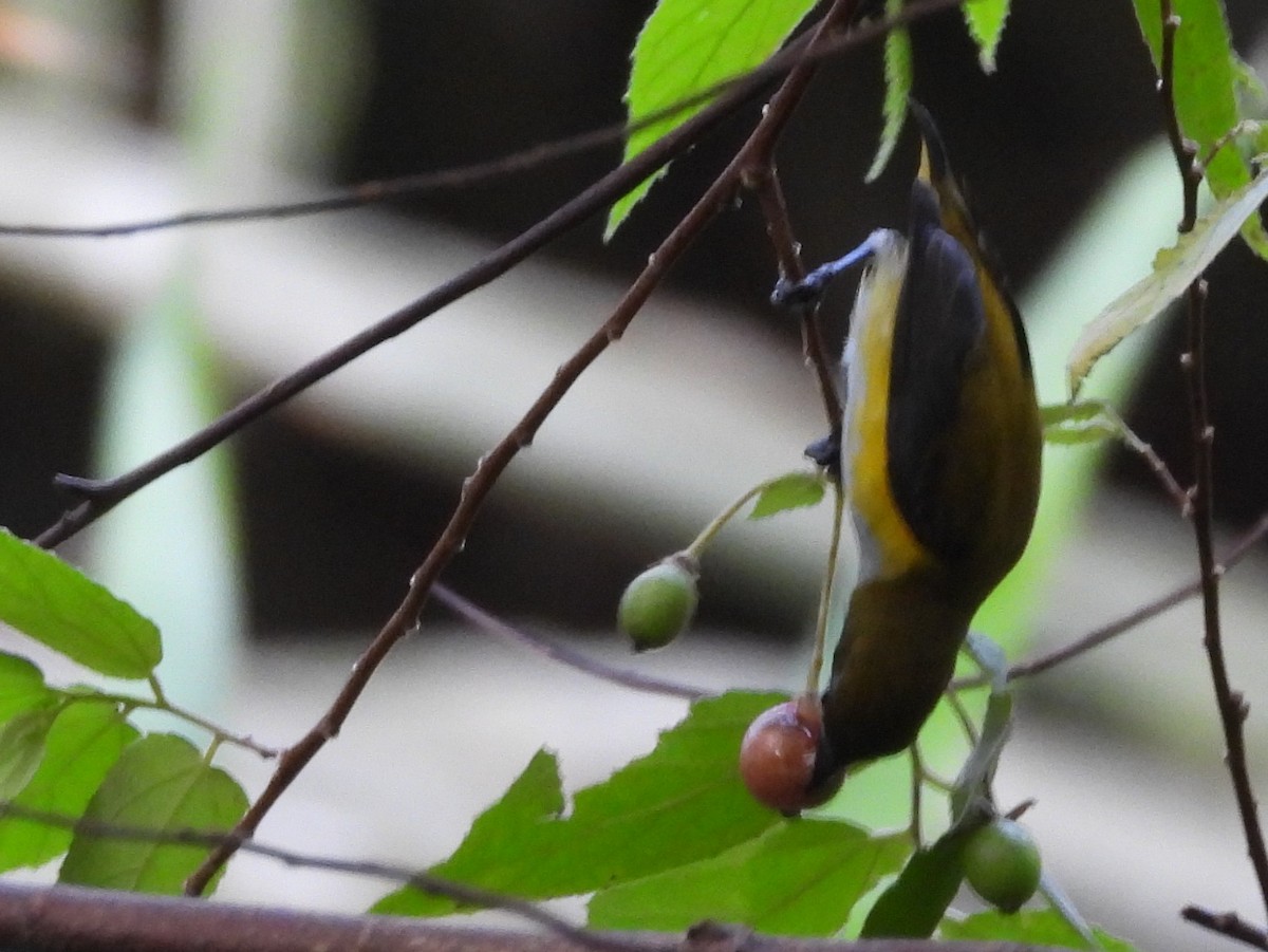 Yellow-sided Flowerpecker - ML642096362