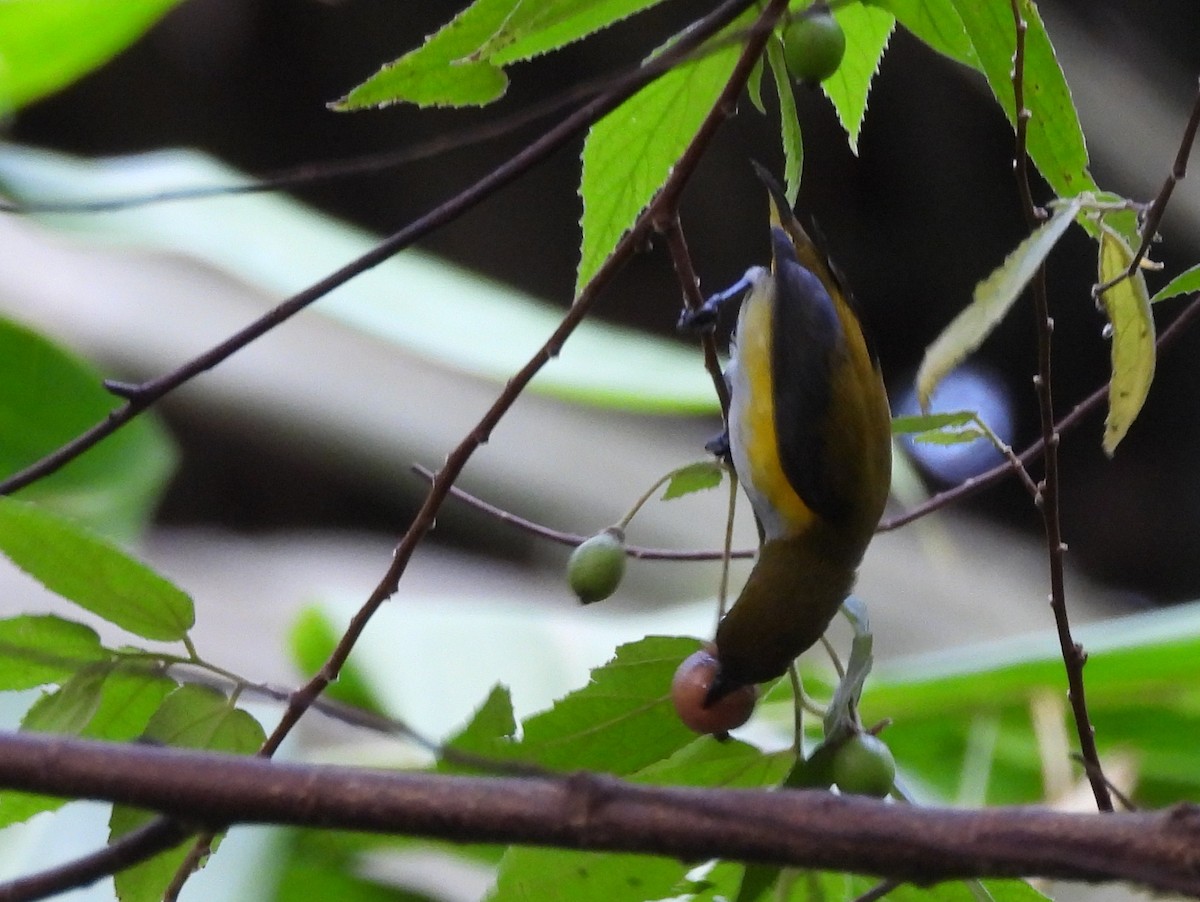 Yellow-sided Flowerpecker - ML642096363