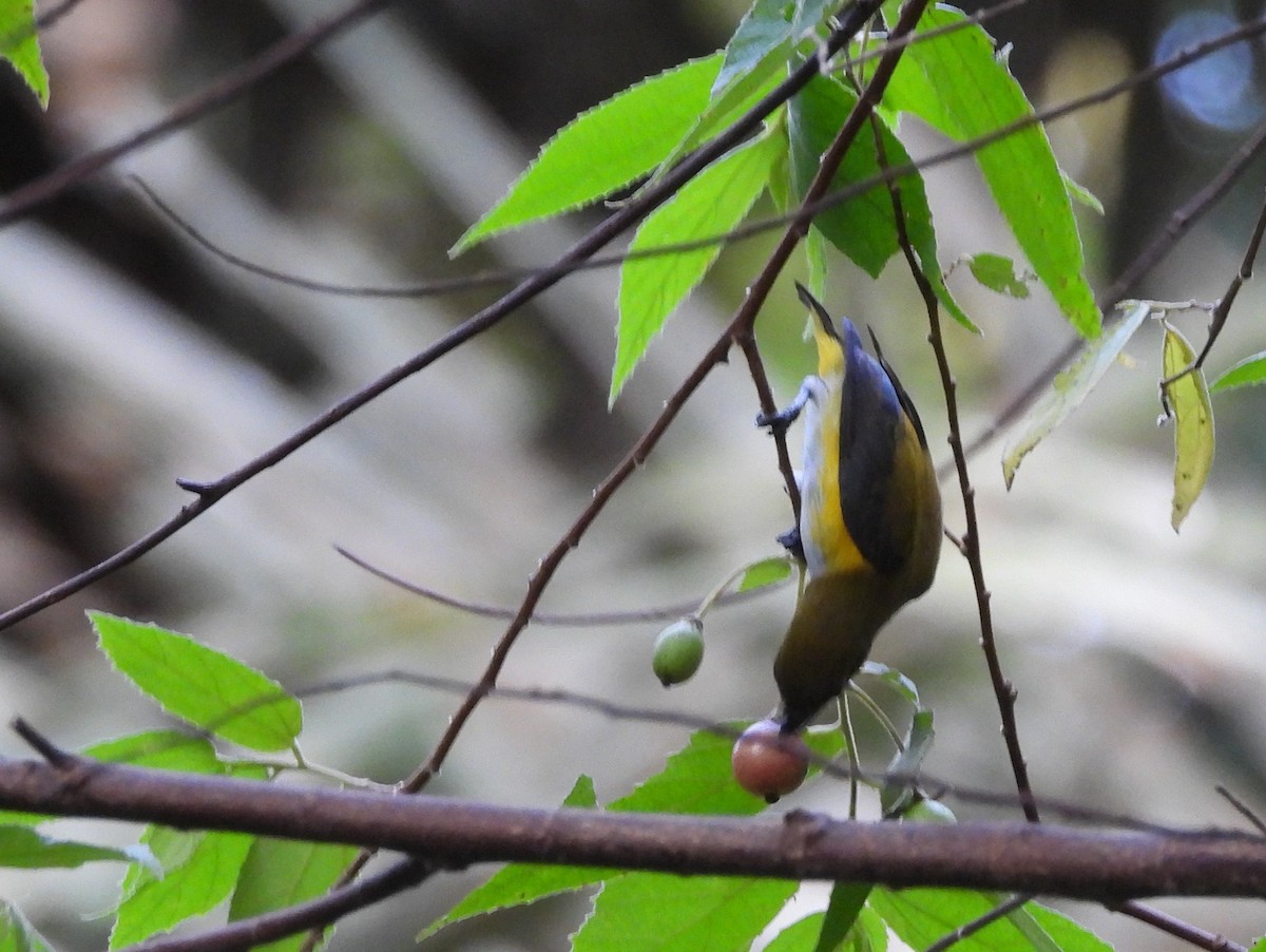 Yellow-sided Flowerpecker - ML642096364