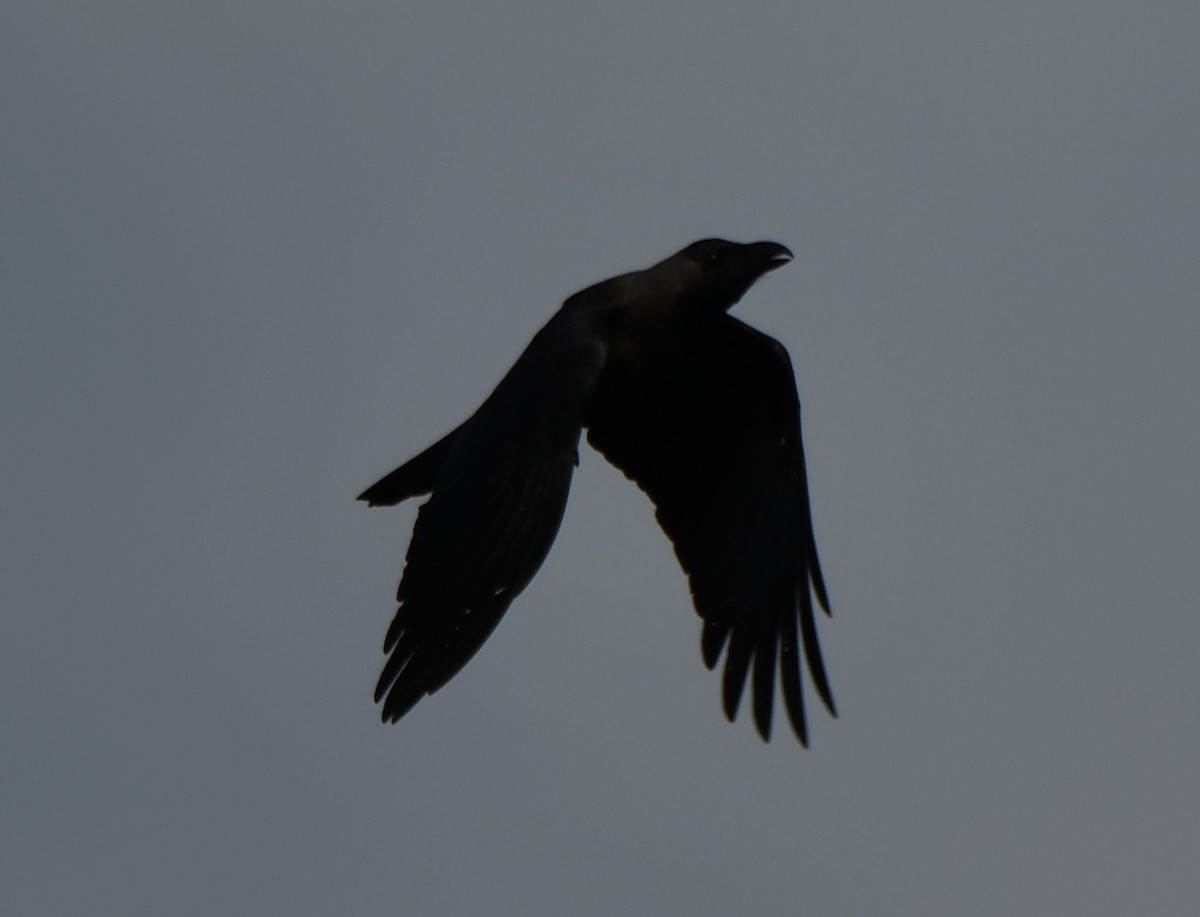 House Crow - ML642096365