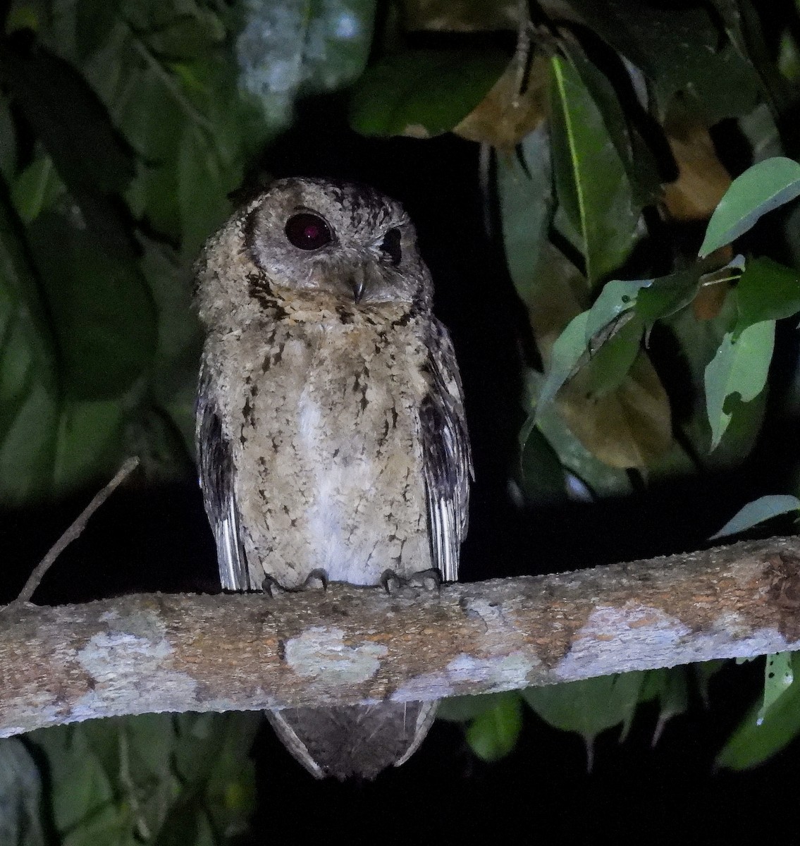 Collared Scops-Owl - ML642096366