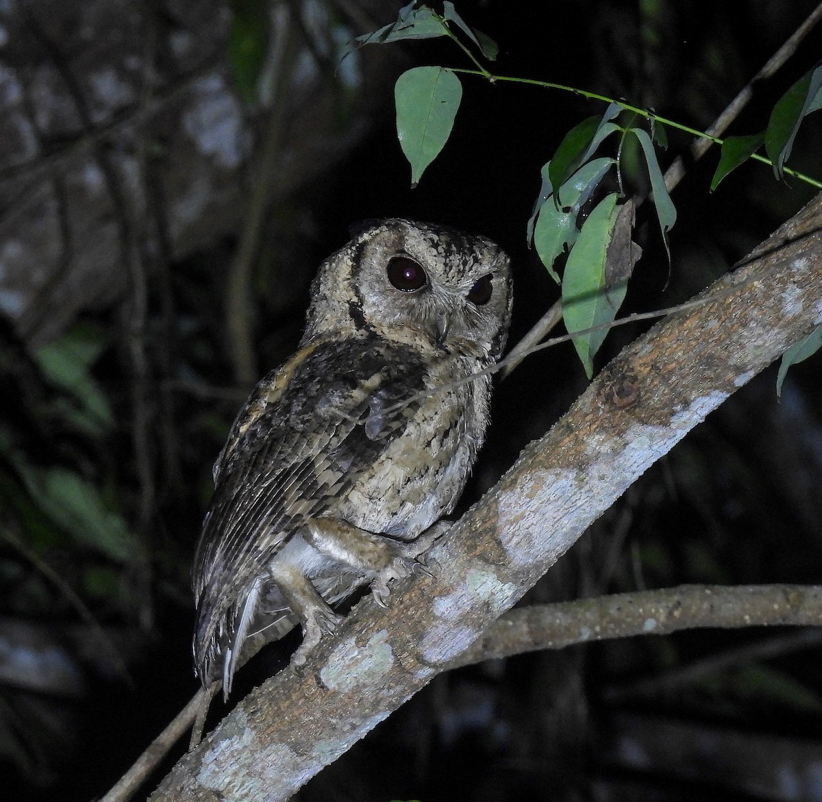 Collared Scops-Owl - ML642096367