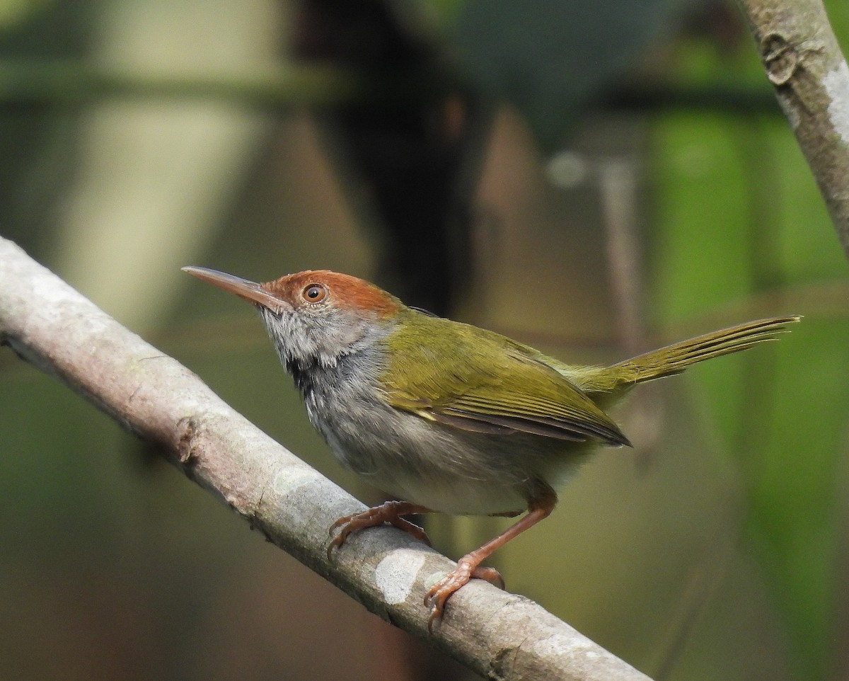 Dark-necked Tailorbird - ML642096369