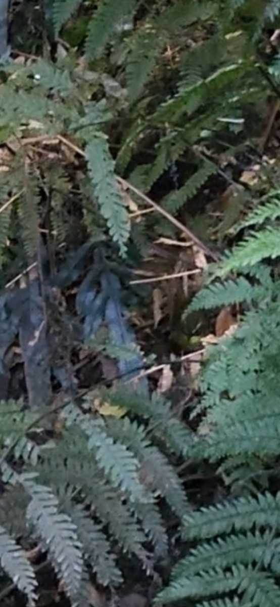 Yellow-throated Scrubwren - ML642096373