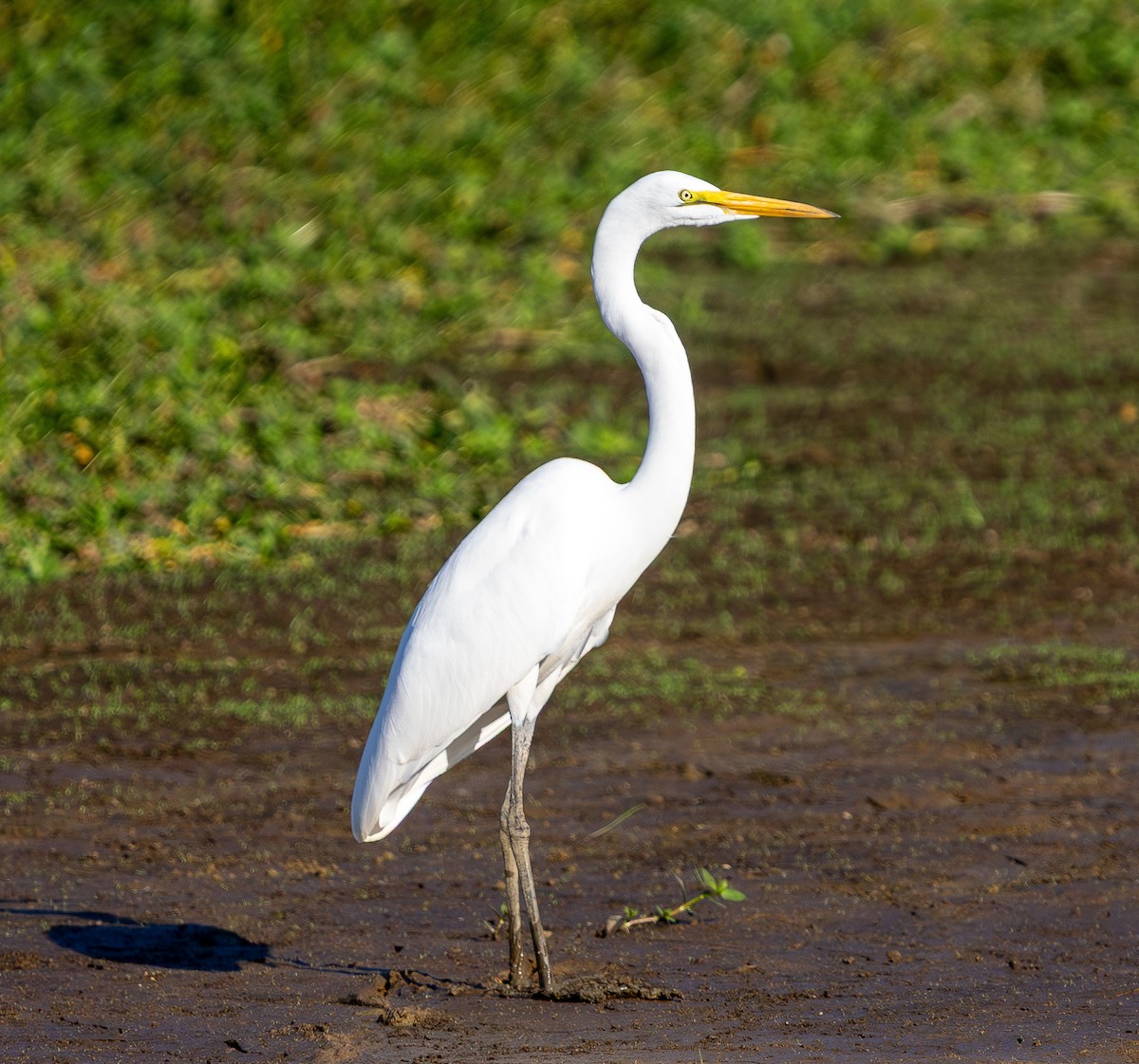 Great Egret - ML642096375