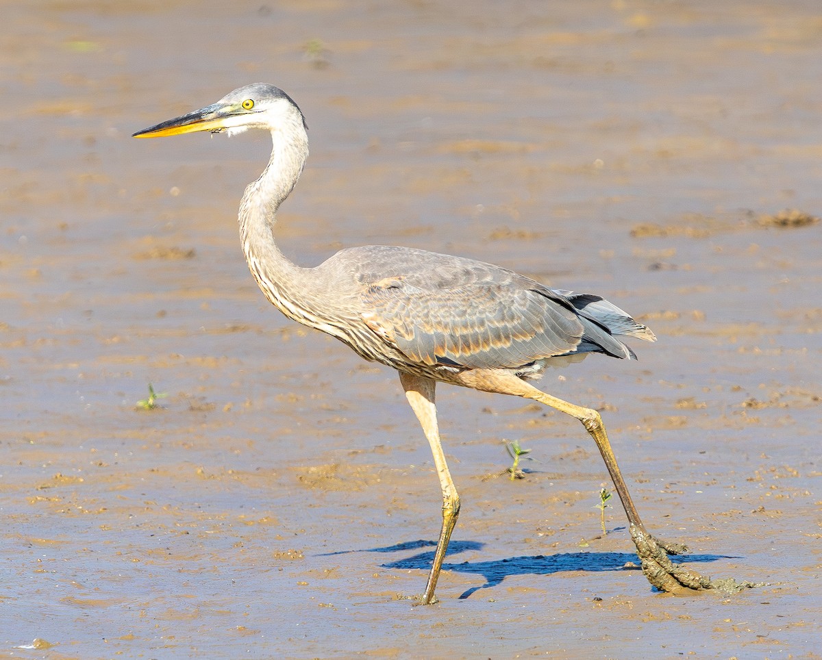 Great Blue Heron - ML642096376