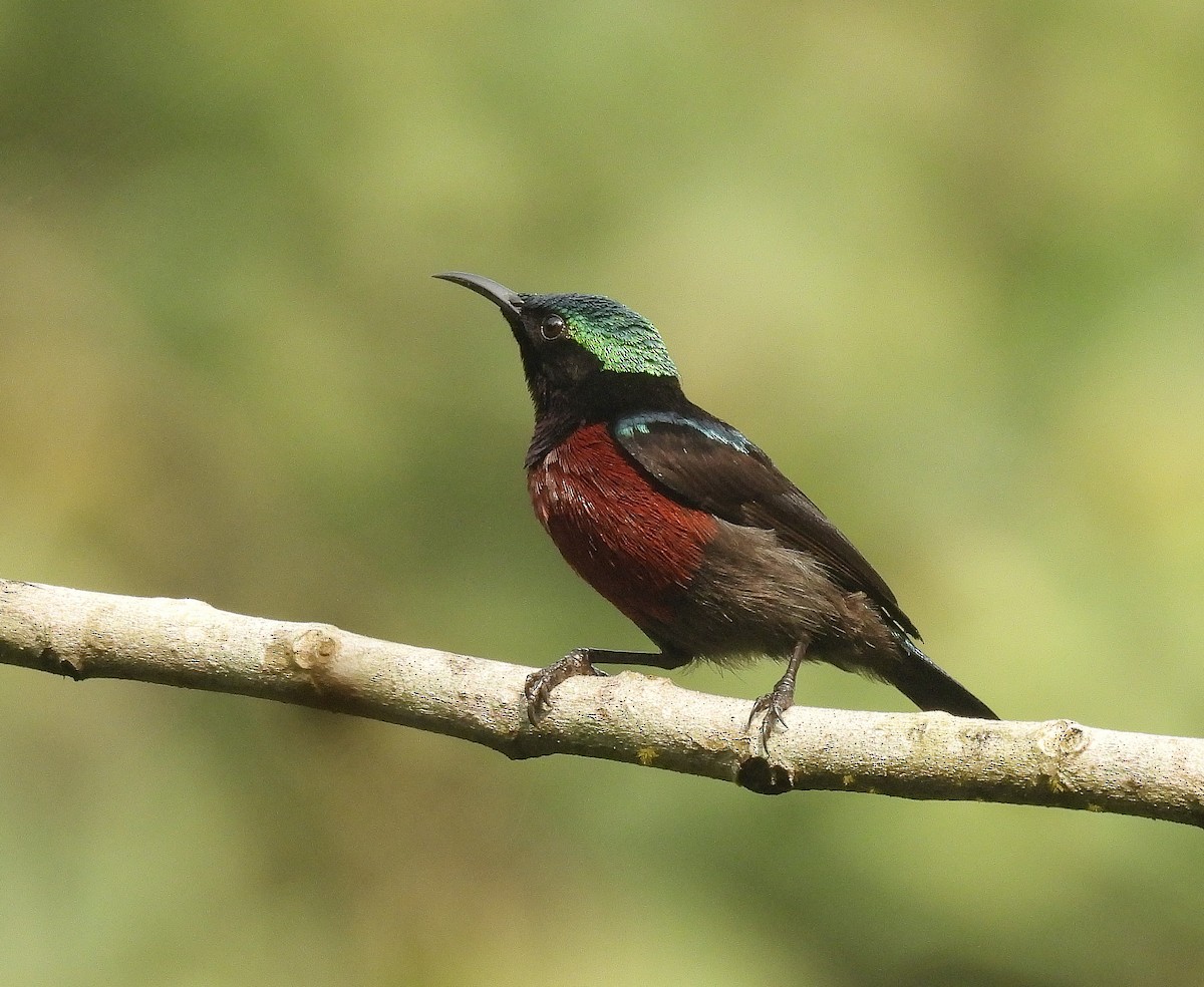 Van Hasselt's Sunbird - ML642096377