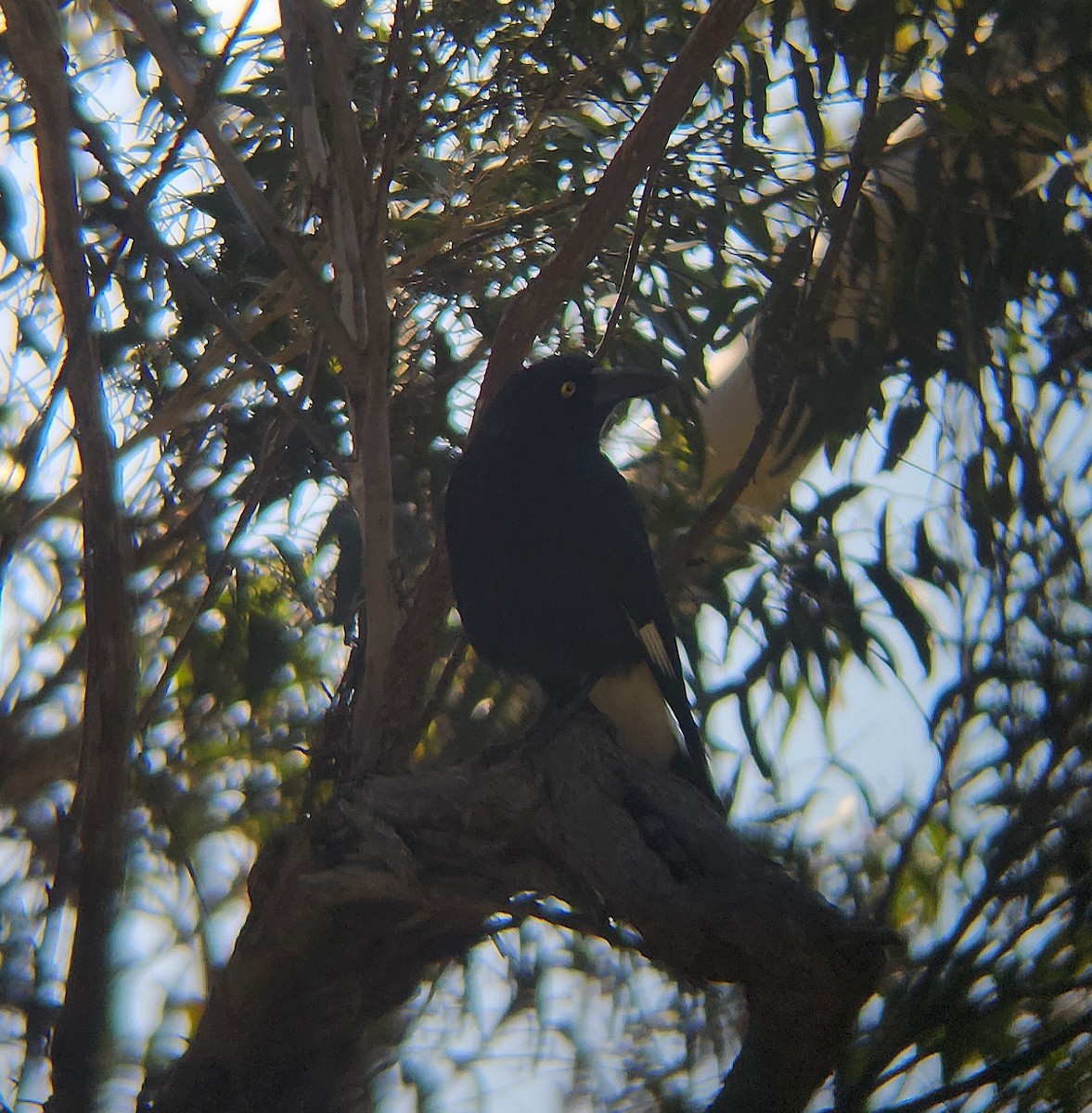 Pied Currawong - ML642096380