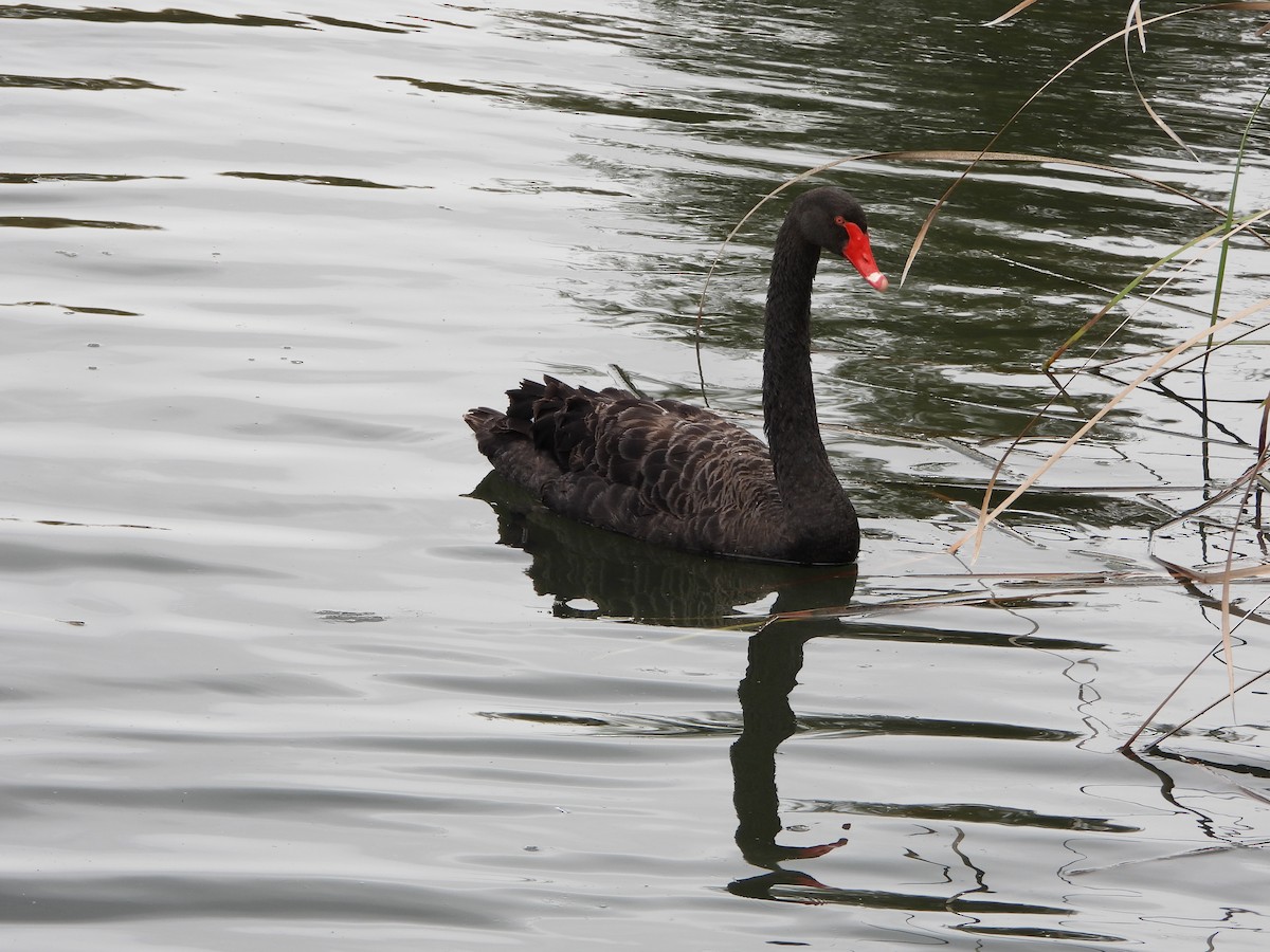 Black Swan - ML642096381
