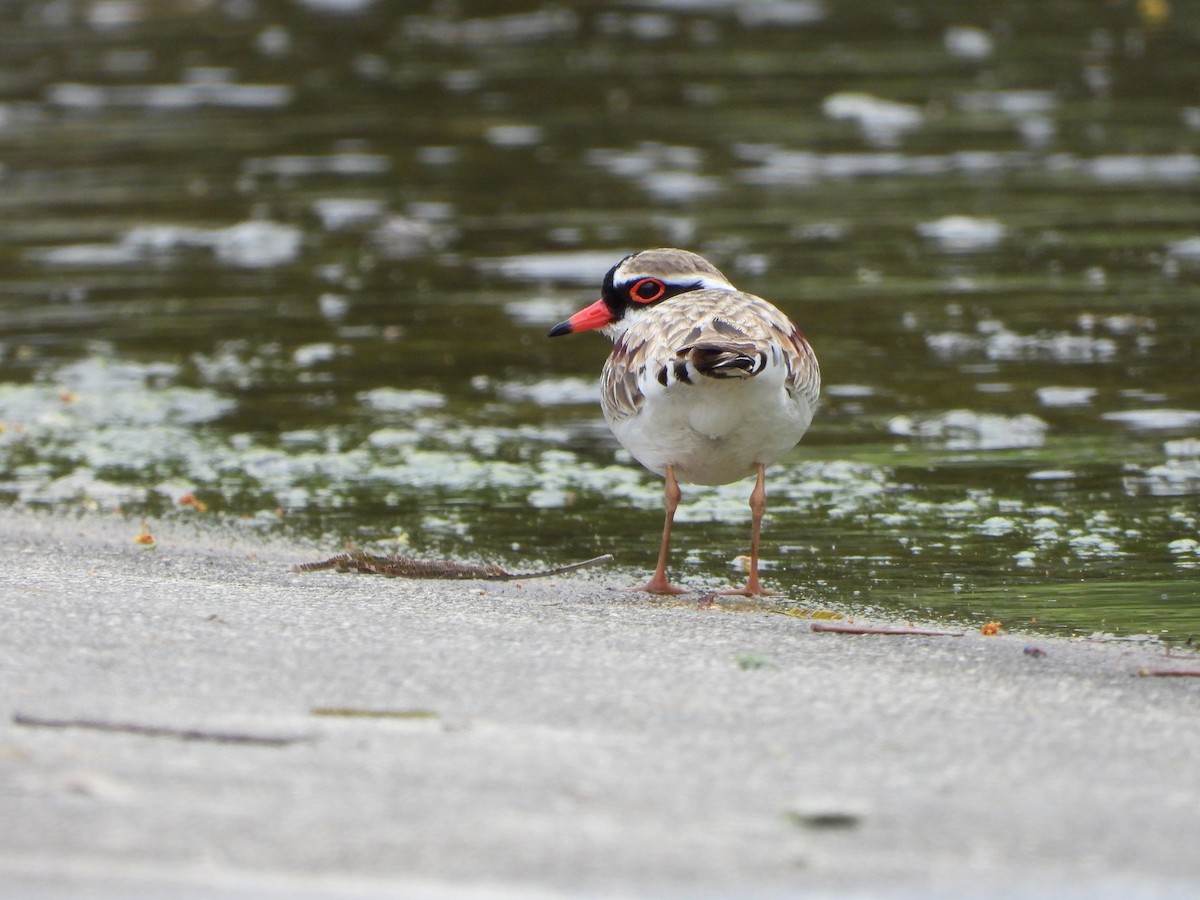 Black-fronted Dotterel - ML642096383