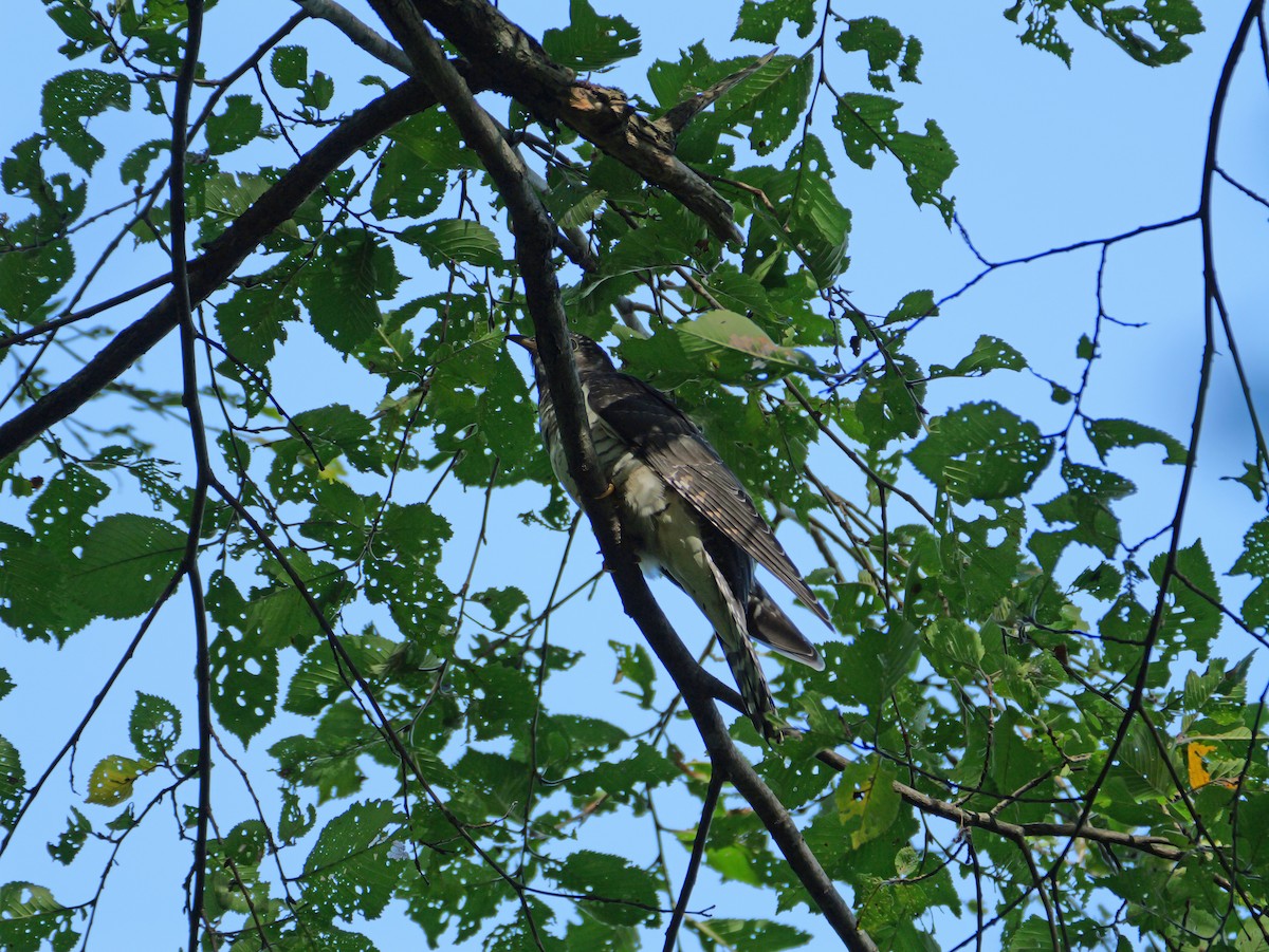 Oriental Cuckoo - ML642096384
