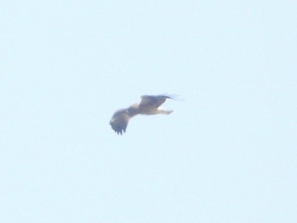 Booted Eagle - ML642096385