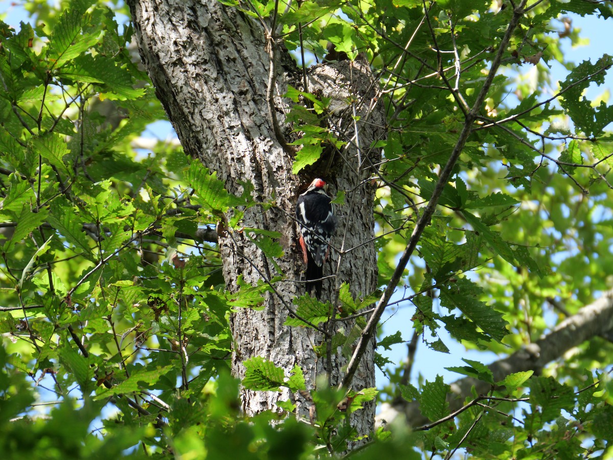 Great Spotted Woodpecker - ML642096387