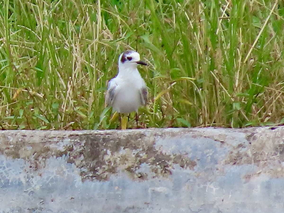 White-winged Tern - ML642096389
