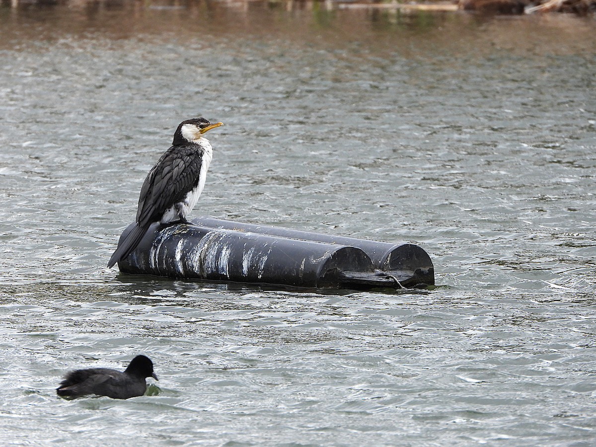 Little Pied Cormorant - ML642096390