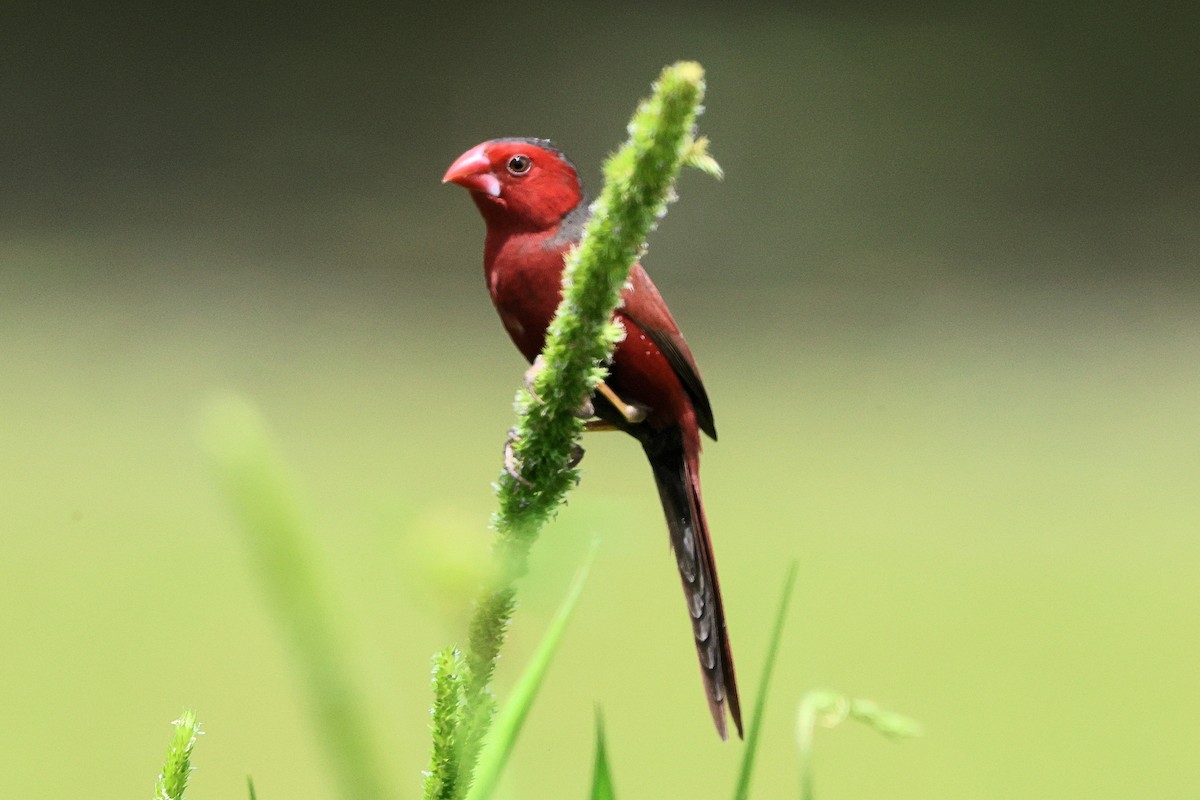 Crimson Finch - ML642096391
