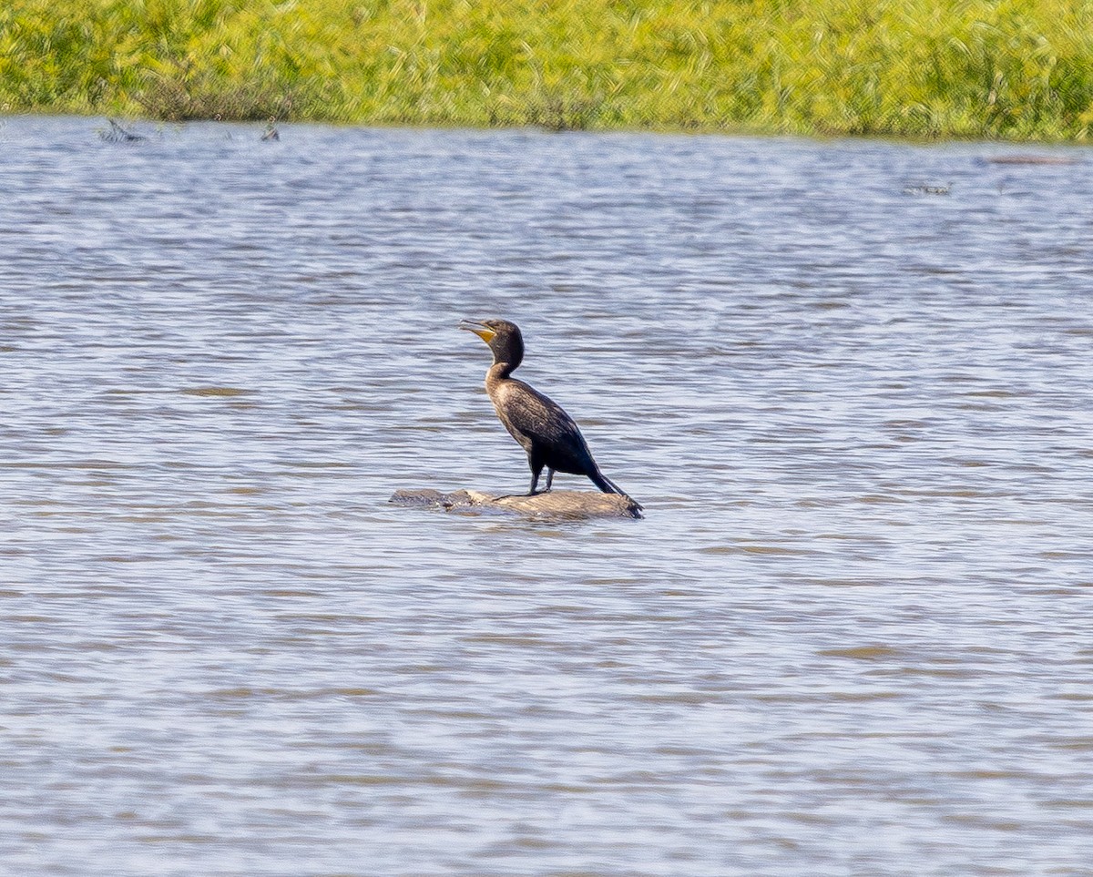 Double-crested Cormorant - ML642096398