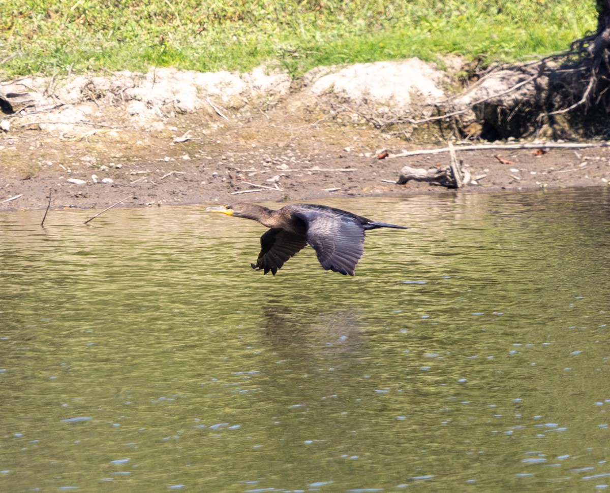 Double-crested Cormorant - ML642096399