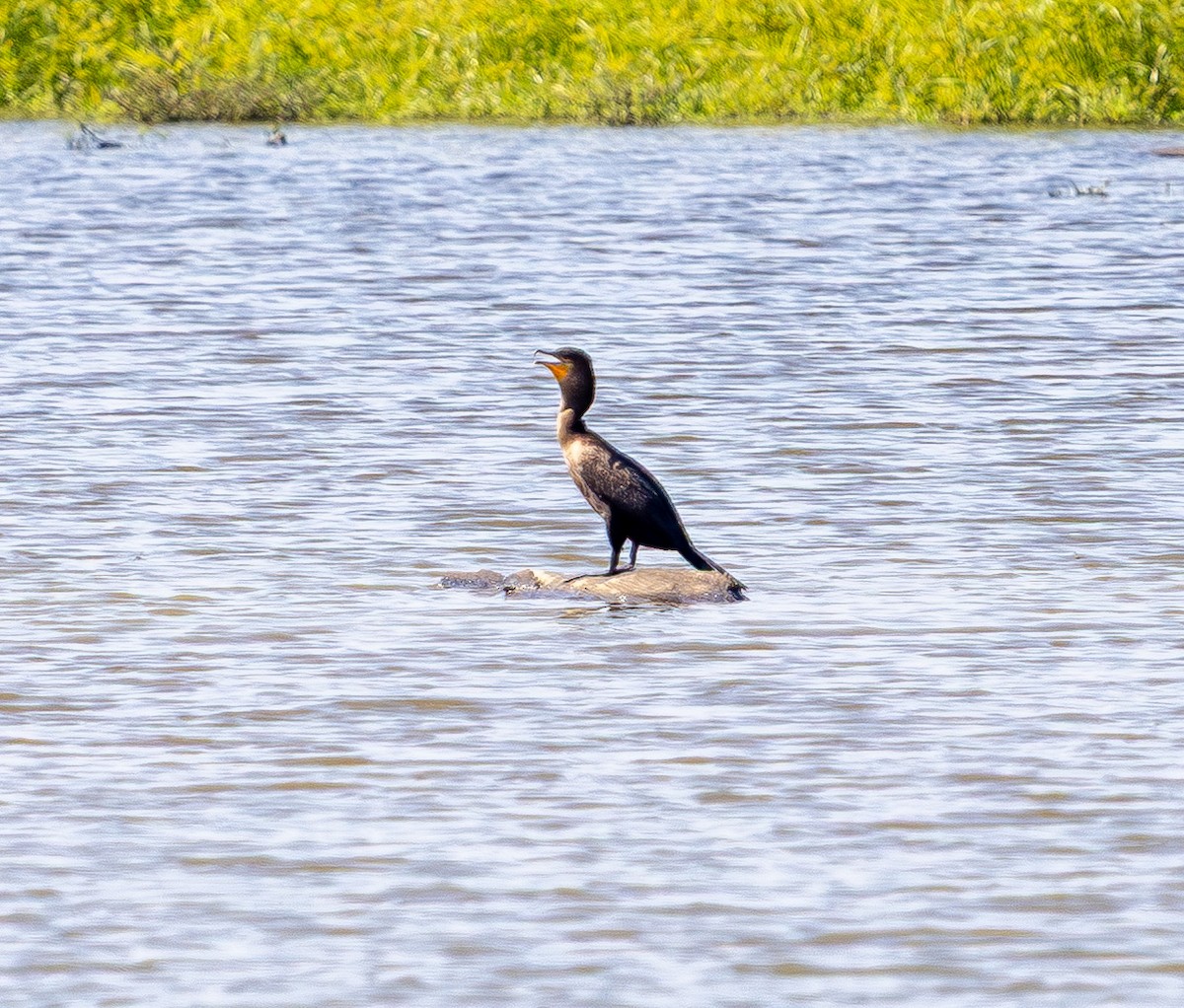 Double-crested Cormorant - ML642096400