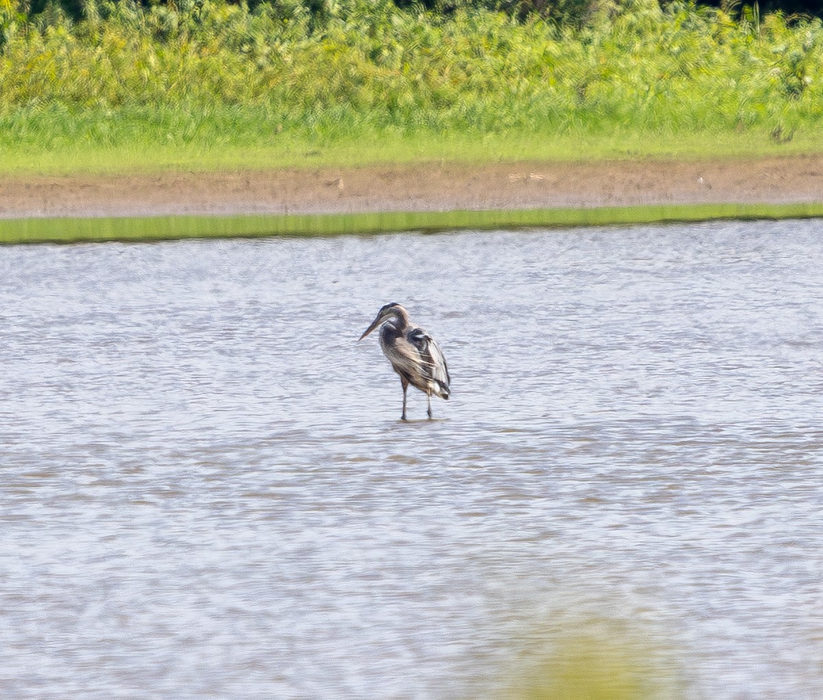 Great Blue Heron - ML642096417