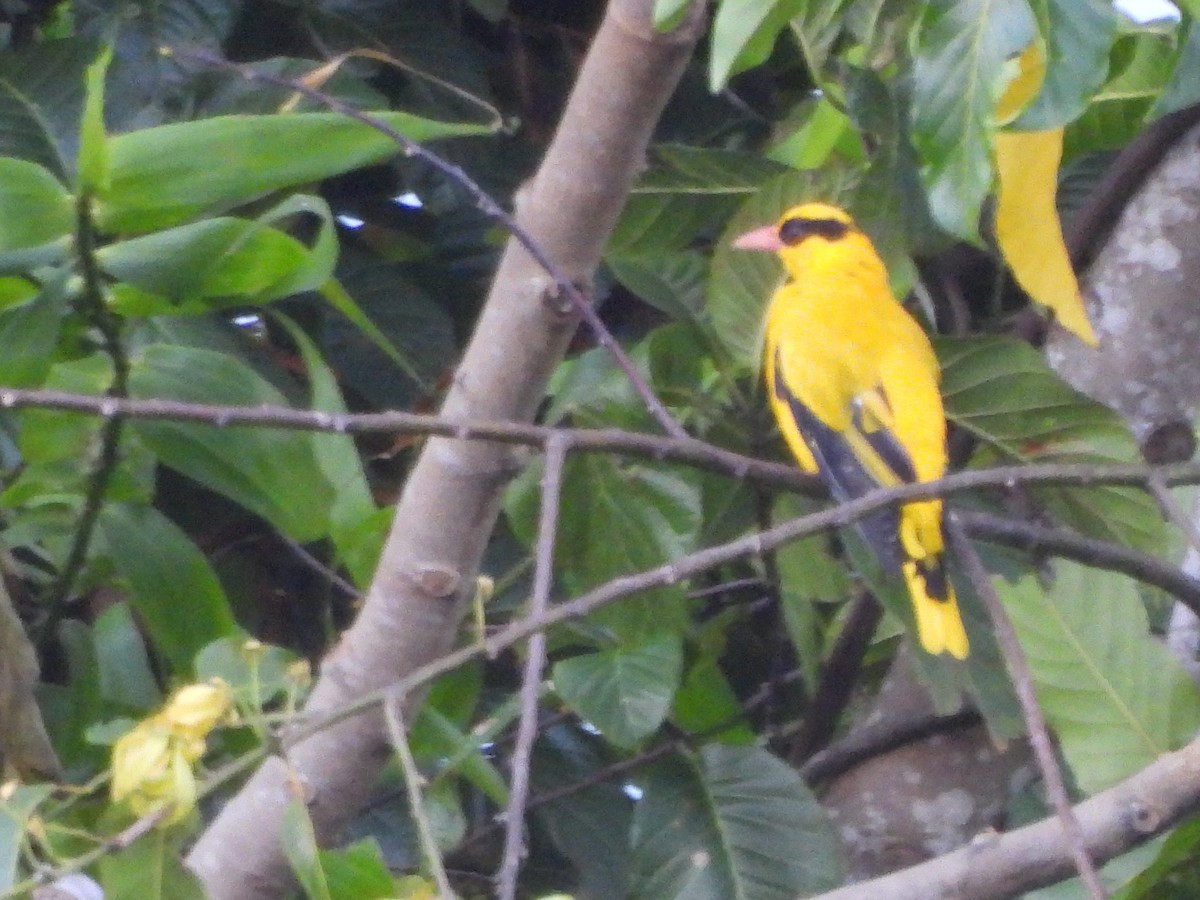 Black-naped Oriole - ML642096423