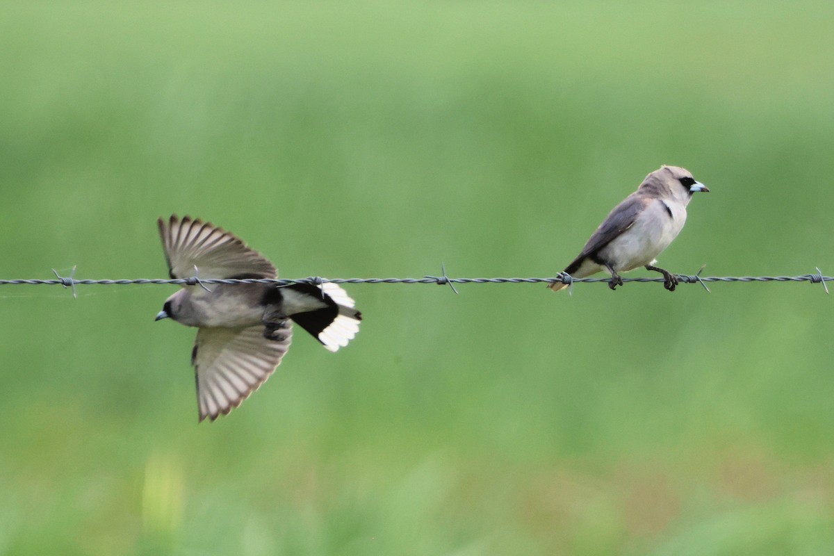Black-faced Woodswallow - ML642096426