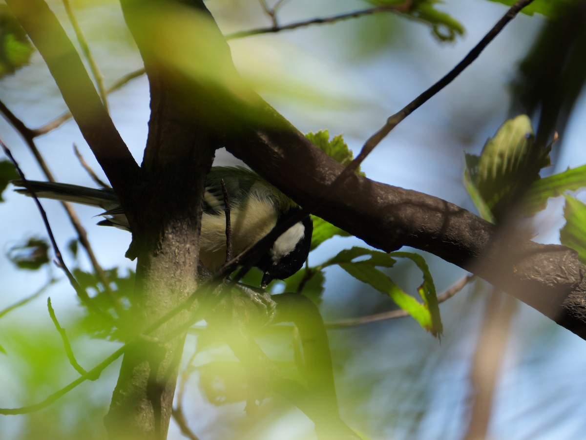 Asian Tit - ML642096427