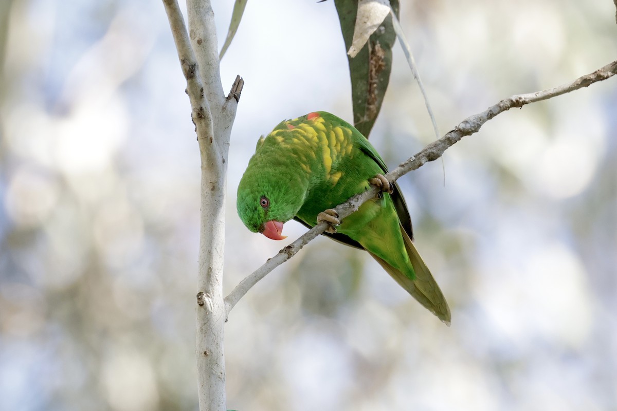 Scaly-breasted Lorikeet - ML642096428