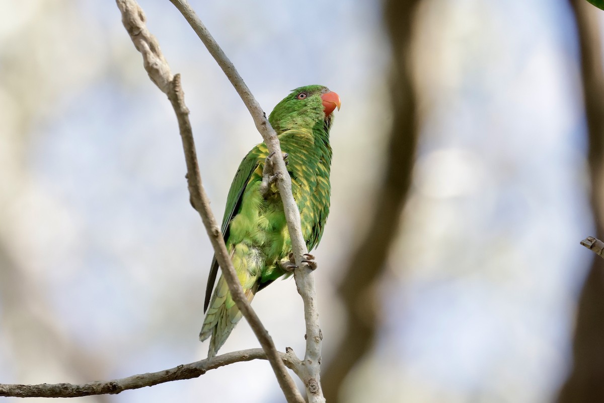 Scaly-breasted Lorikeet - ML642096429