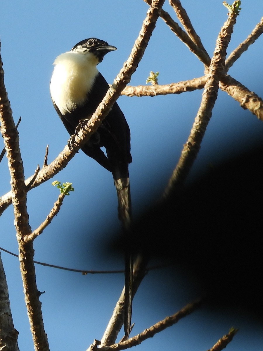 White-necked Myna - ML642096432