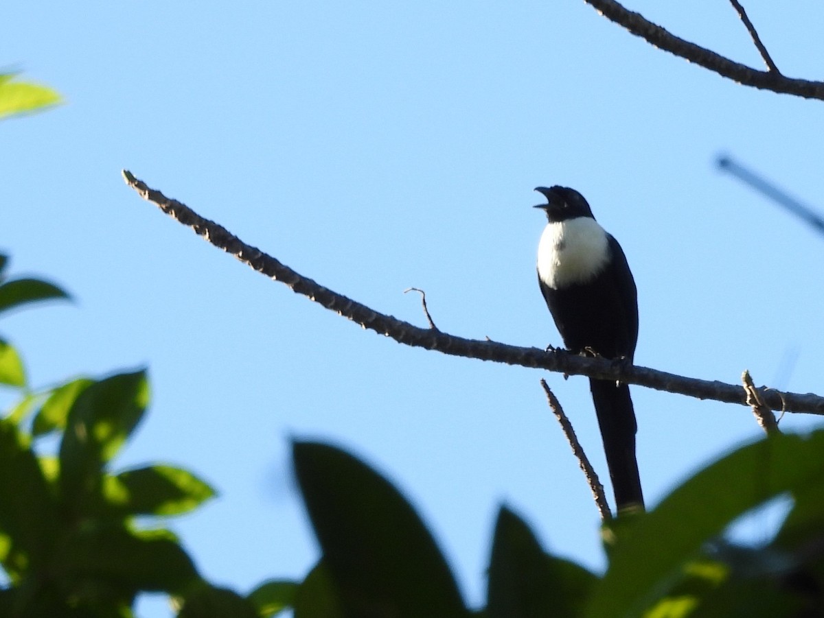 White-necked Myna - ML642096433