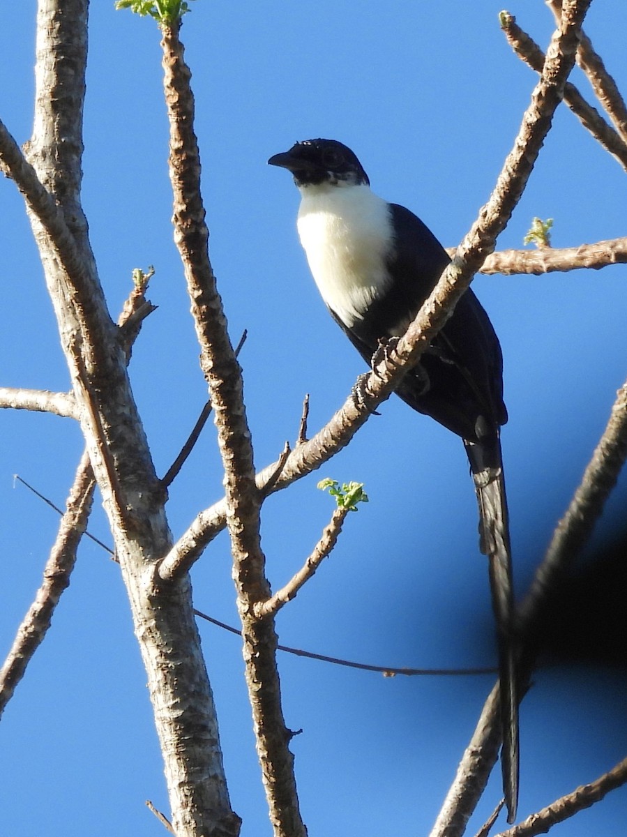 White-necked Myna - ML642096434