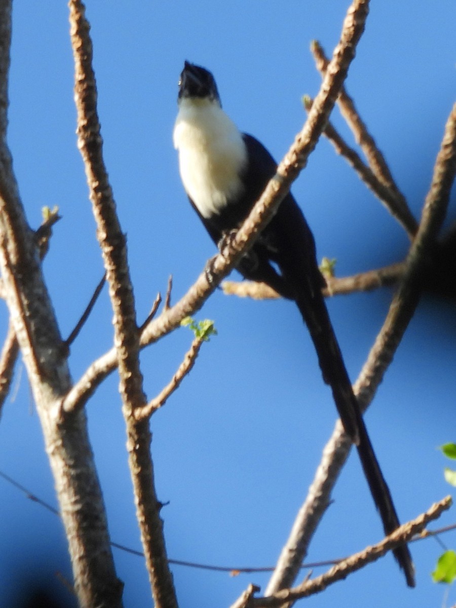 White-necked Myna - ML642096435